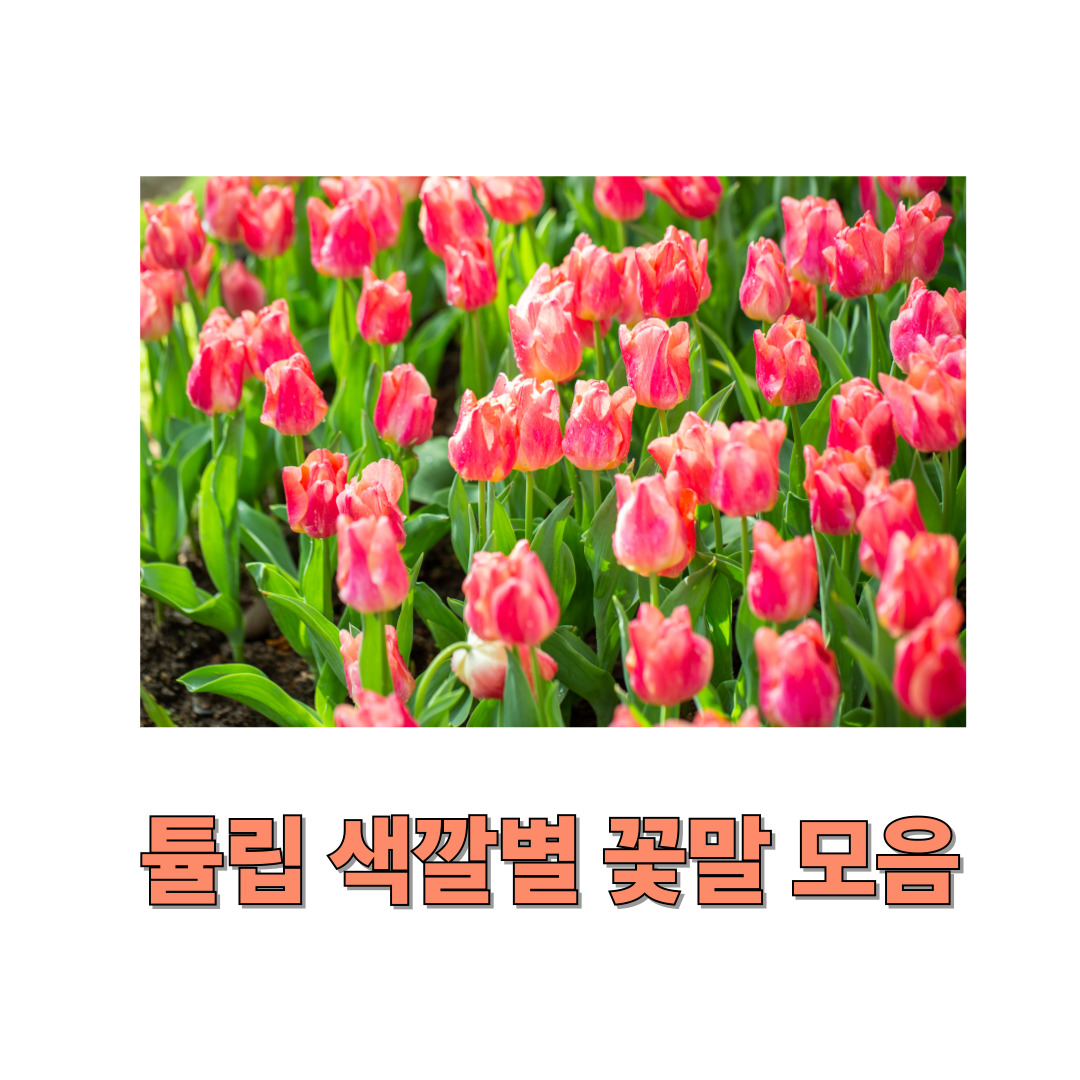 튤립 색깔 별 꽃말 - 빨강, 노랑, 하양, 보라, 분홍, 검정, 주황, 연두, 파랑, 복합색