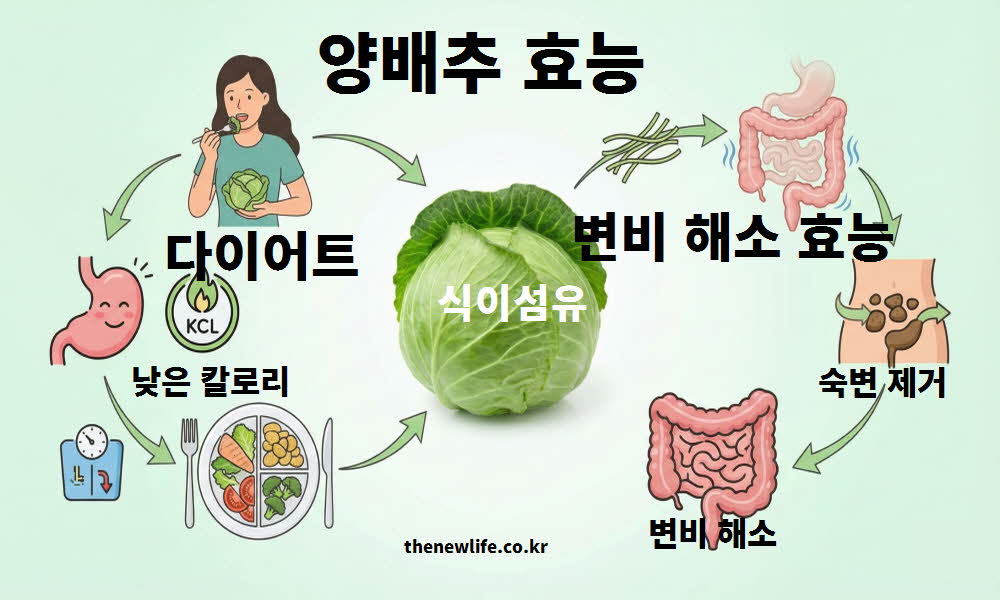 양배추 효능 다이어트 변비 해소