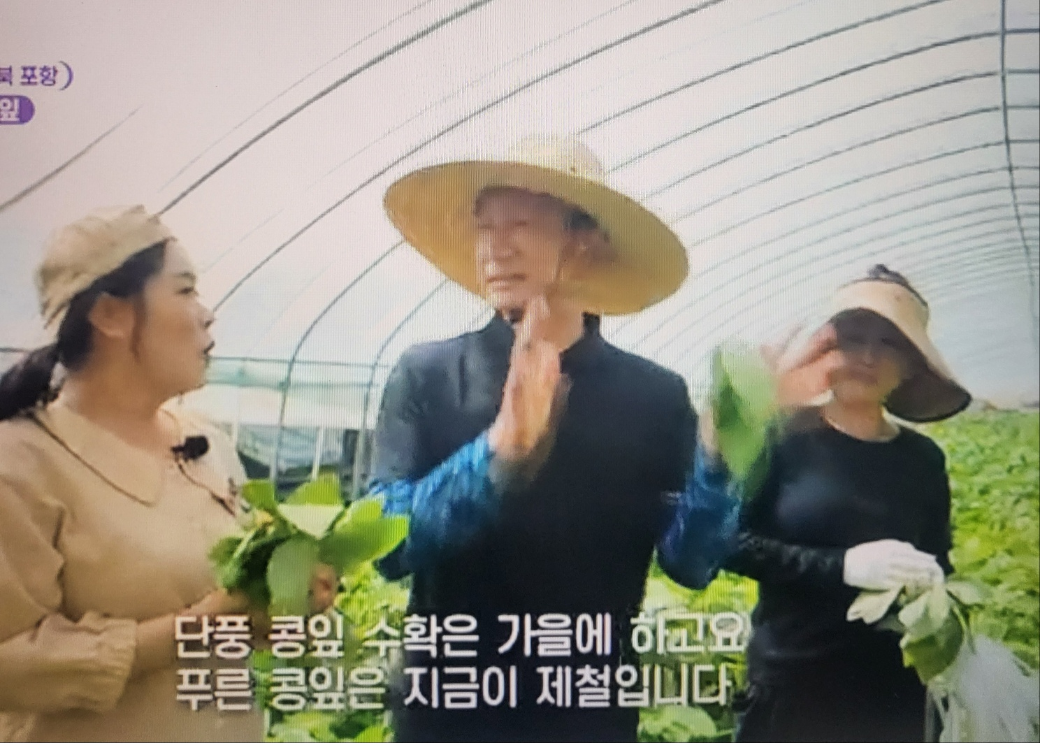 6시 내고향 6월 1일 방송 정보 총정리! 포항 콩잎