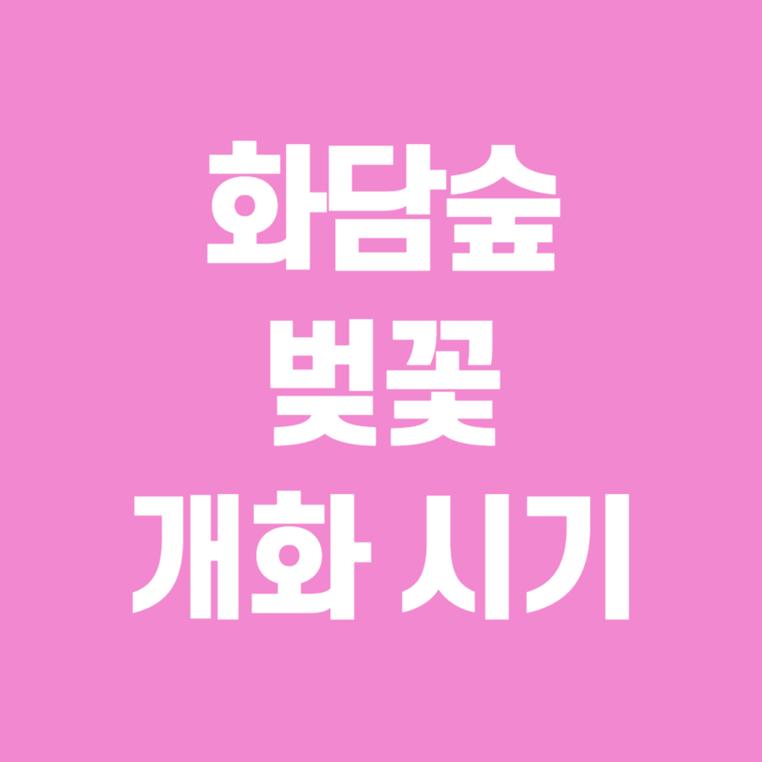 화담숲 벚꽃 개화