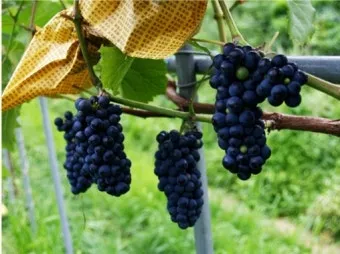 머루 재배 덩굴 유인 전정 관리 당도 올리기_3