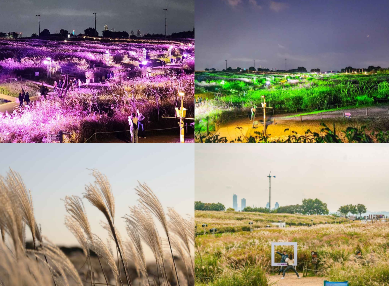 서울억새축제