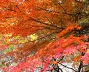 단풍여행 1박2일 버스 단풍구경