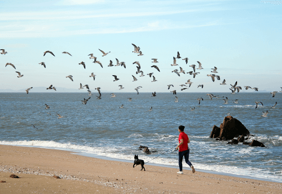 김포공항 애견센터 독독