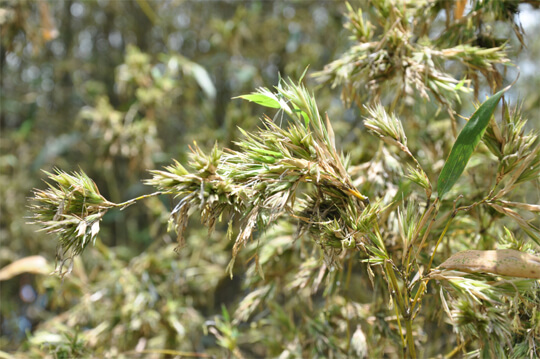 대나무 꽃이 흐드러지게 피어있다