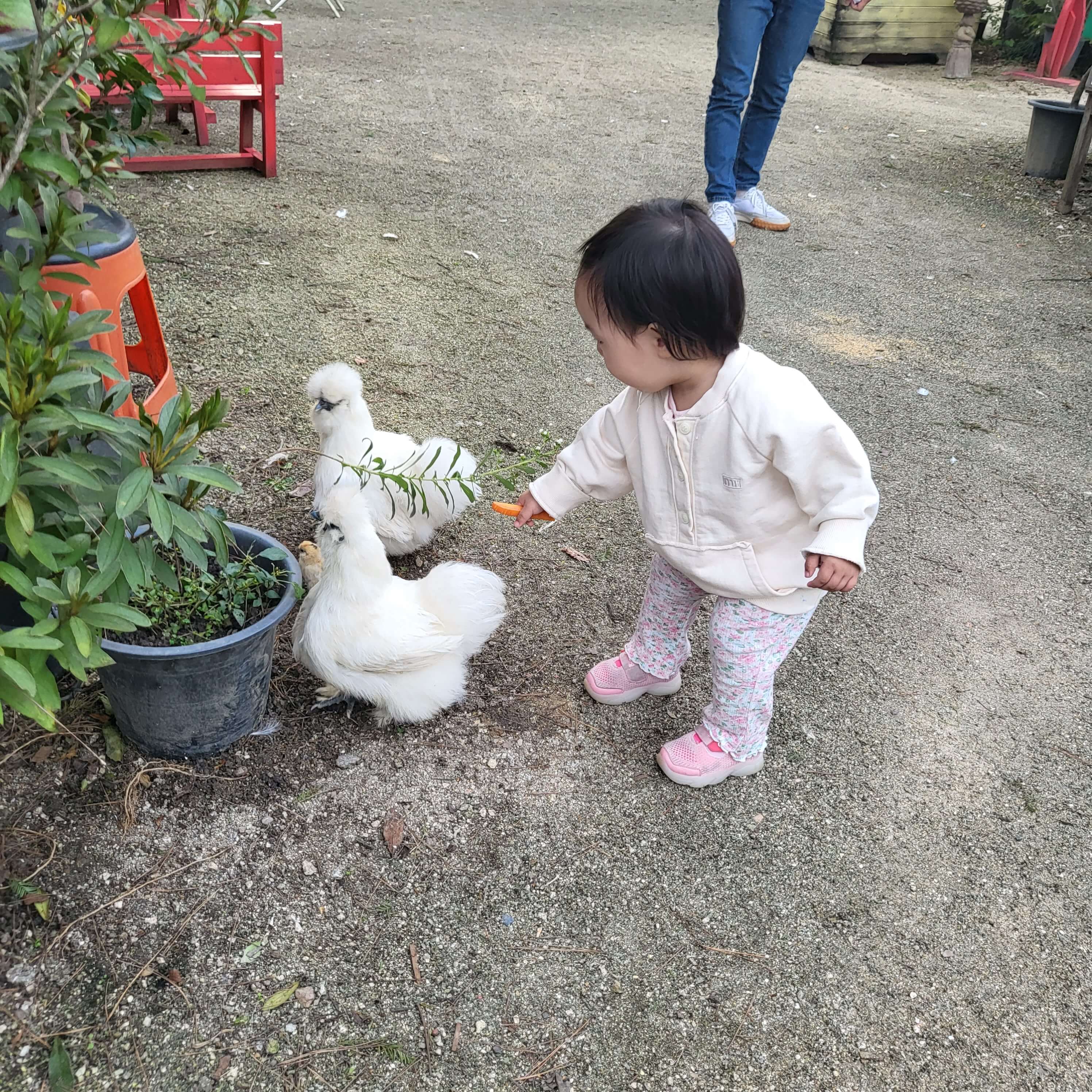 닭에게 토끼 먹이인 당근을 주려는 우리 딸