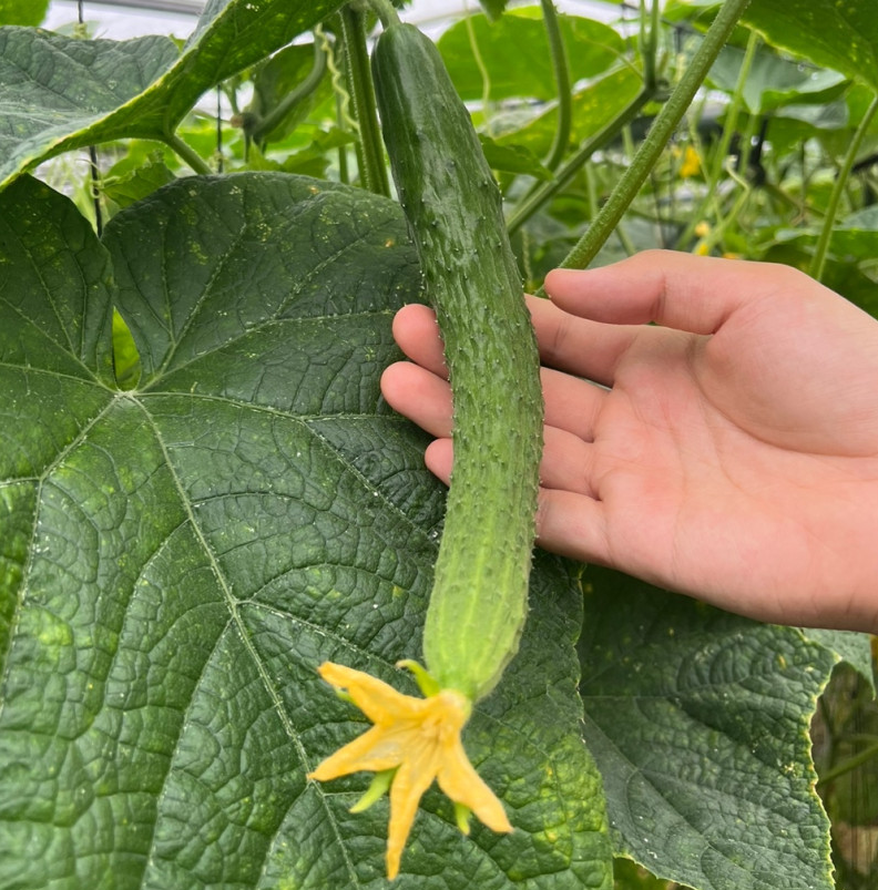 경남 창녕 가시오이 주문 방법