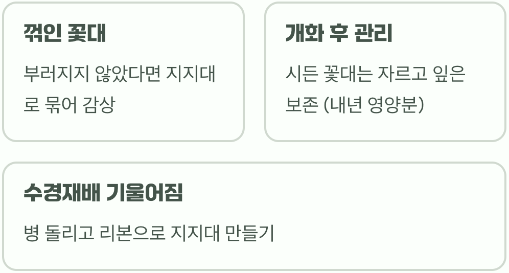 히아신스 꽃대가 삐뚤게 자라거나 쓰러지는 이유와 해결 방법 3가지