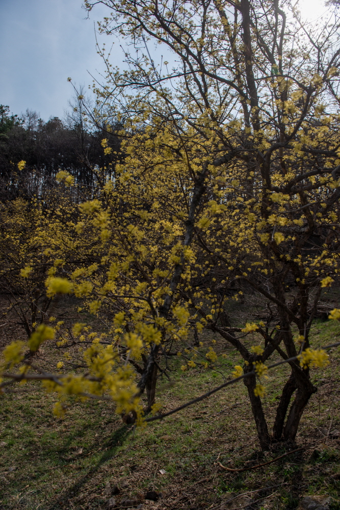 제26회 이천백사산수유꽃축제 일정 & 프로그램 안내/ 주차 안내