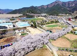 경상남도 밀양 삼랑진 앙태공원 벚꽃 명소 베스트 5 벚꽃시기 만개시기 드라이브 코스