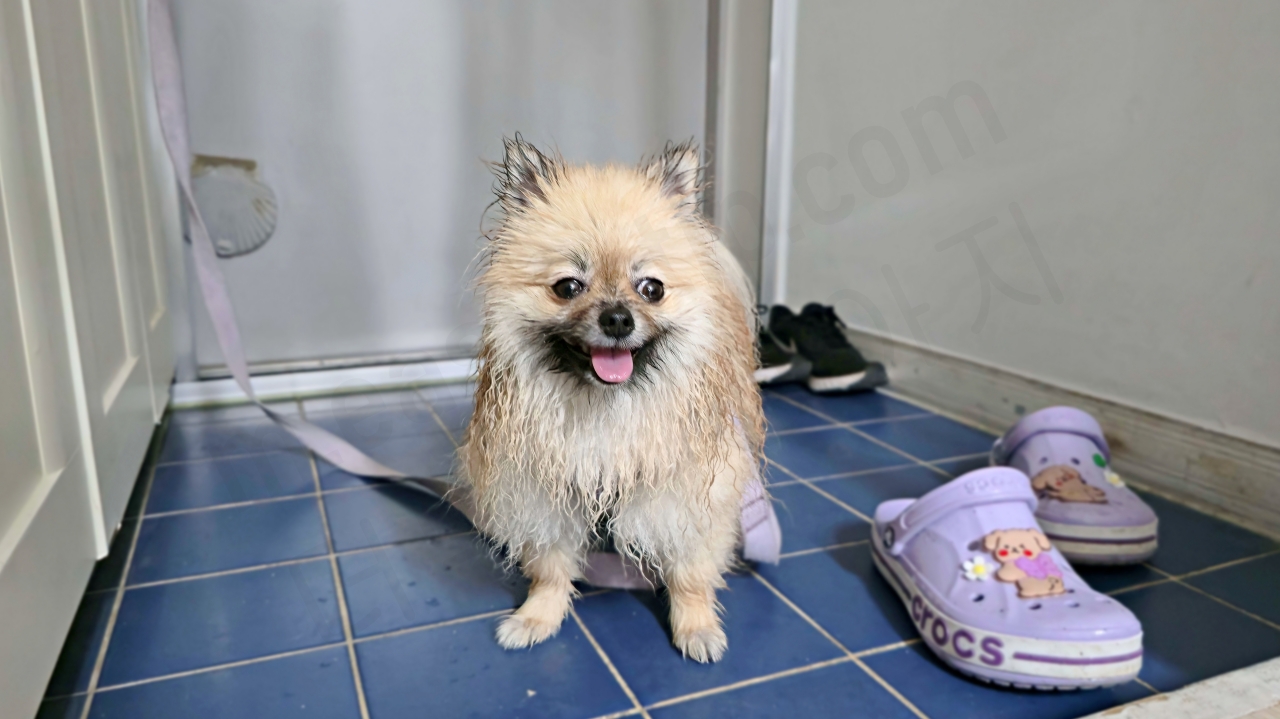 장마 때 산책한 강아지