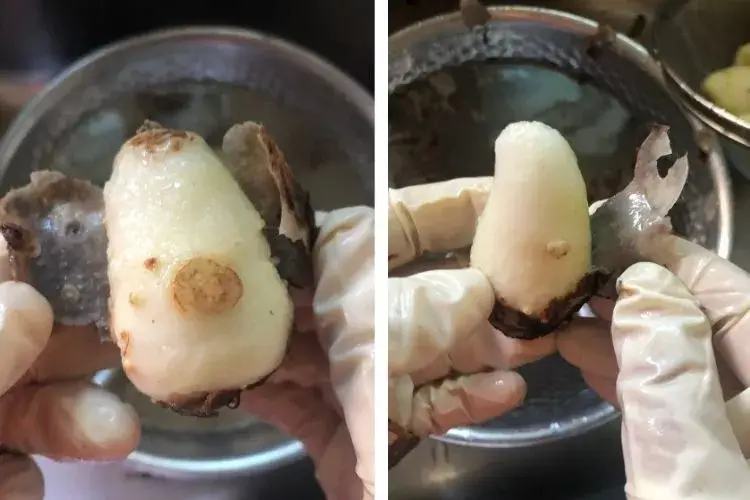 토란을-삶은후-토란을-벗겨내는-모습