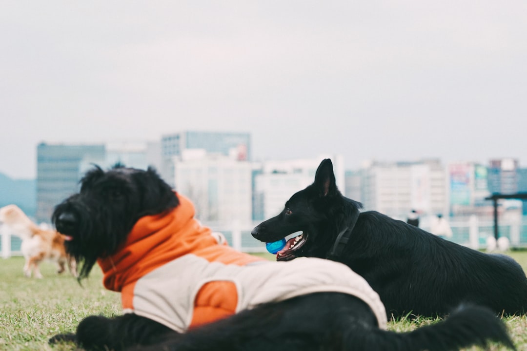 Companionship.