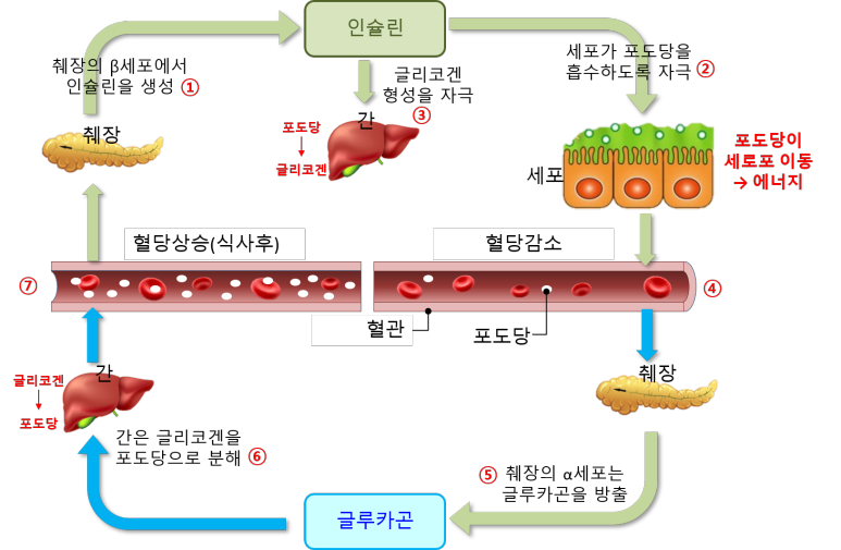 혈당조절