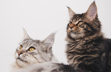 고양이 꿈해몽 풀이 (상황별, 색깔별 해석)