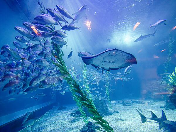 제주도 아이와 함께 가볼만한곳: 아쿠아플라넷 제주