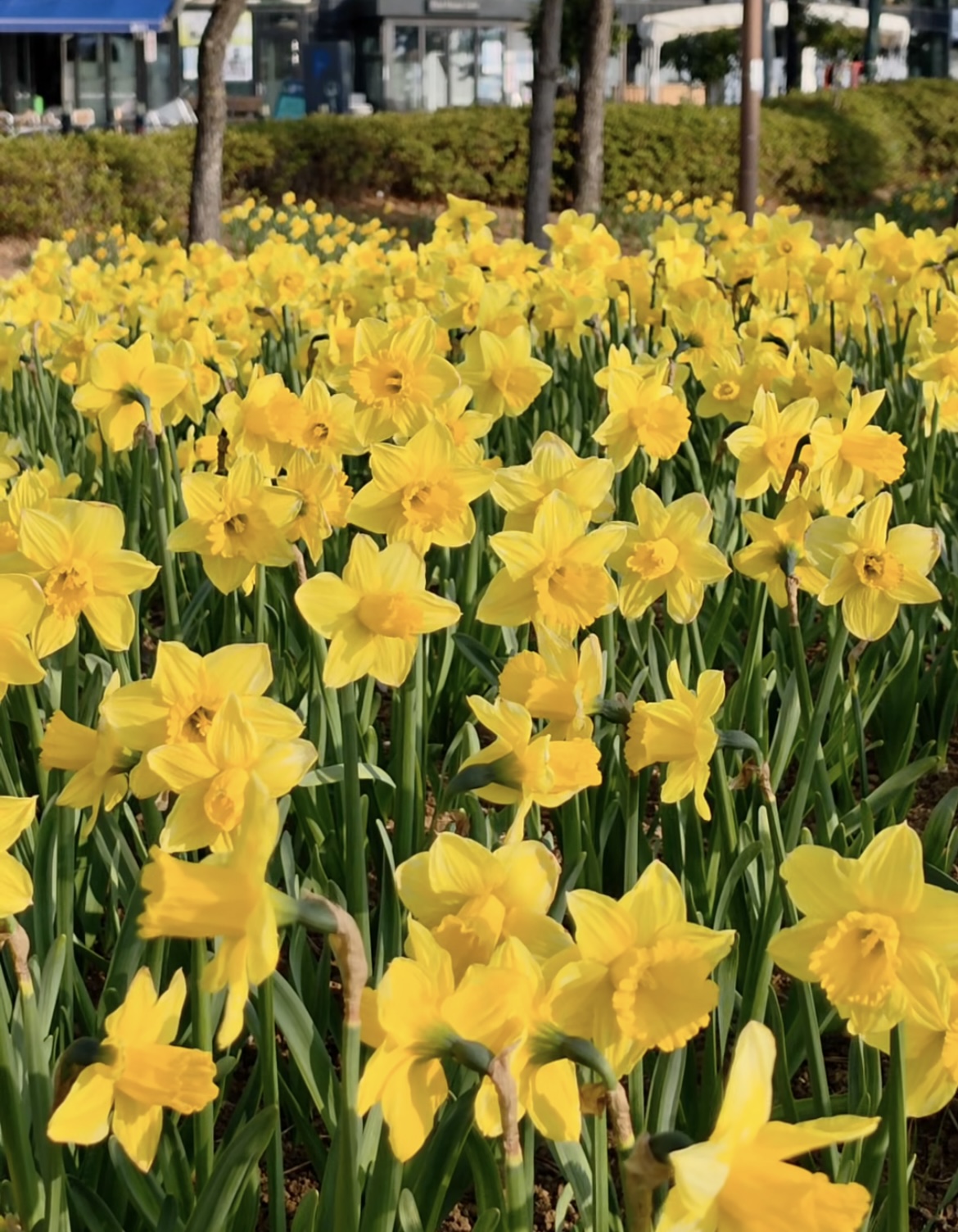 벚꽃 개화시기 4월 7일? 산림청 개화지도로 보는 2026 봄꽃 개화시기 관련사진