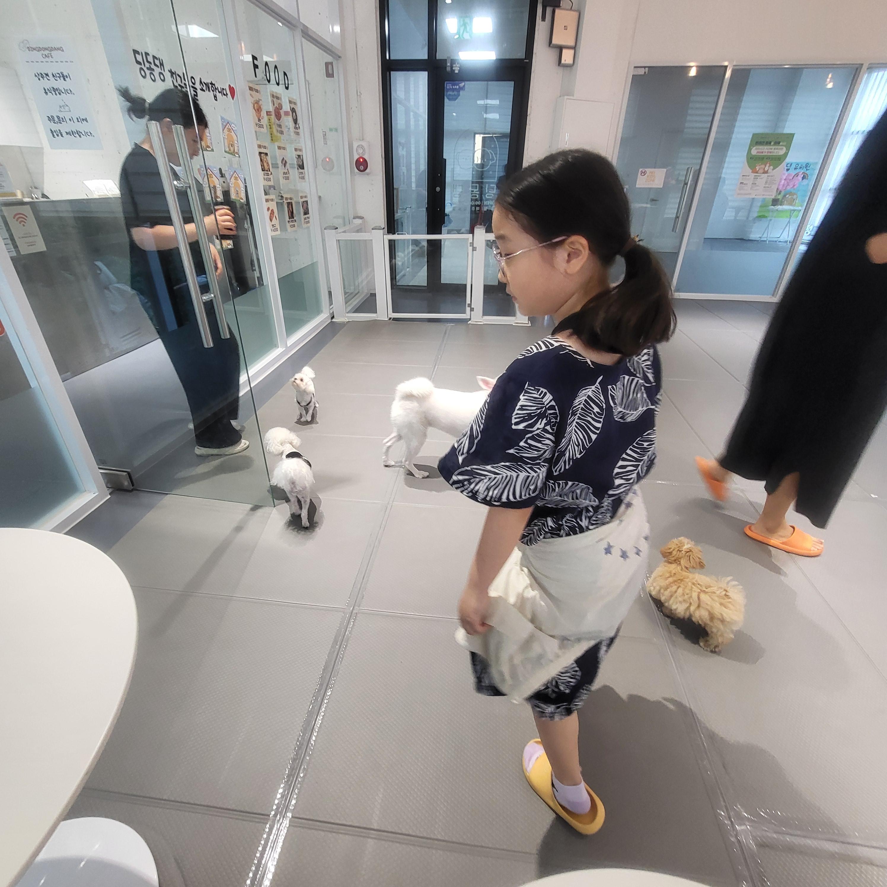 울산 애견 카페(딩동댕 애견카페)