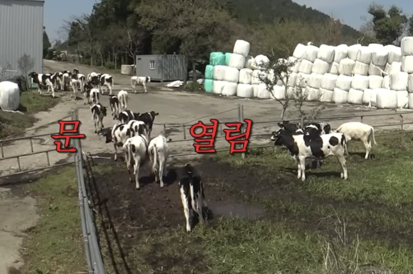 소가 문이 열린 곳으로 탈출하고 있는 사진