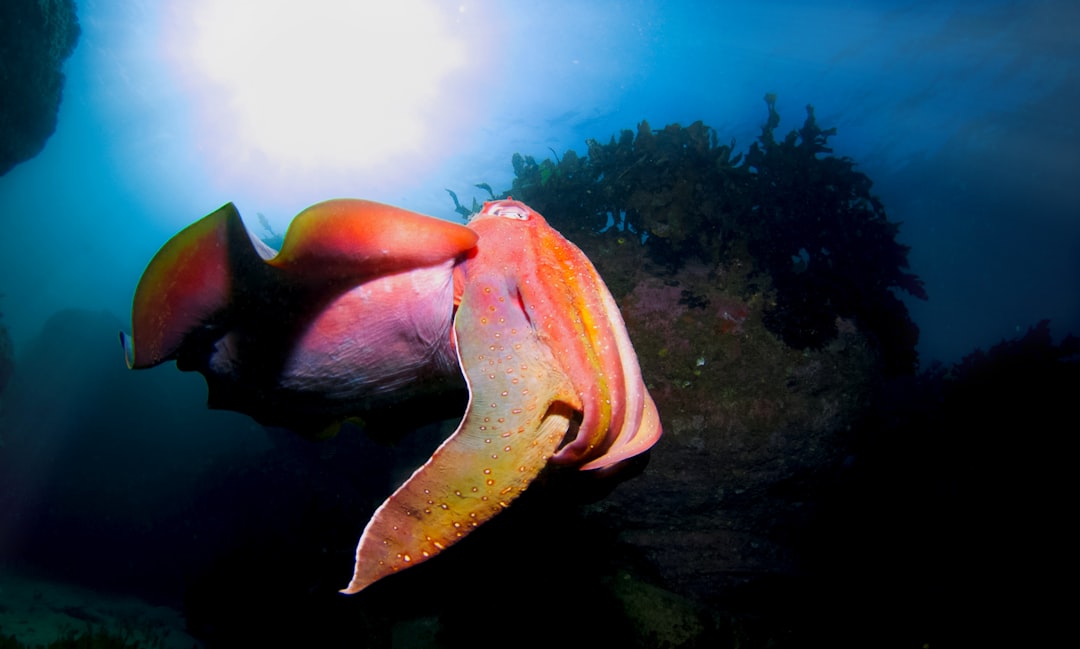 Squid