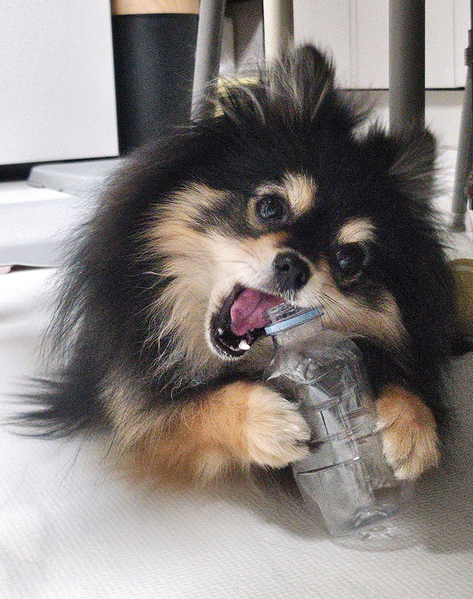 달콩이의 다시 건강해진 치아