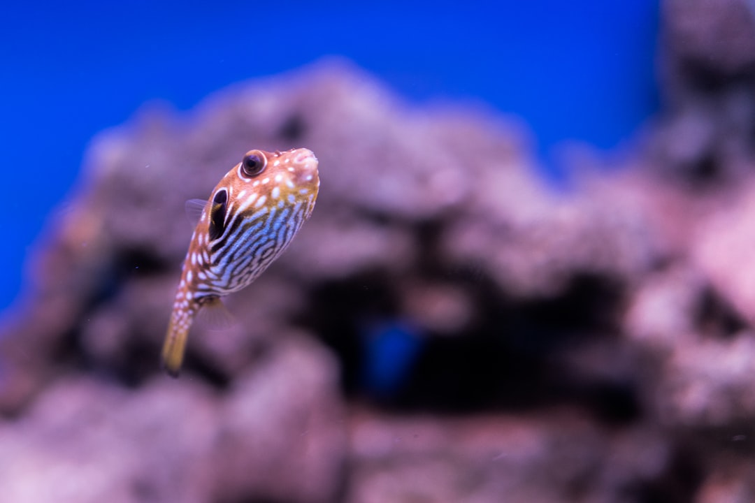 Puffer
