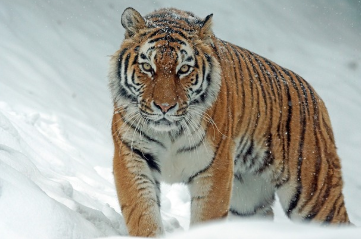 호랑이랑 싸우는 꿈