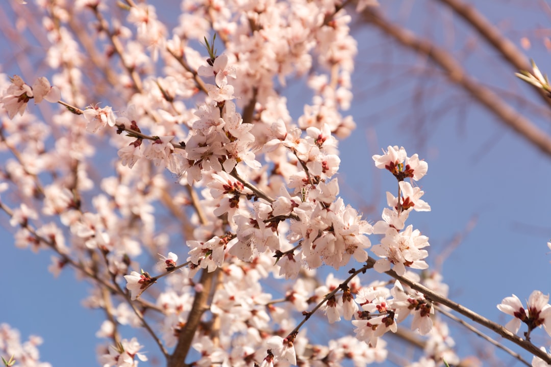 Peach Blossom