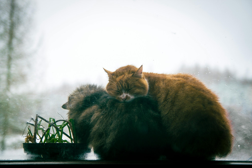 서로 꼭 껴안고 있는 고양이 두 마리