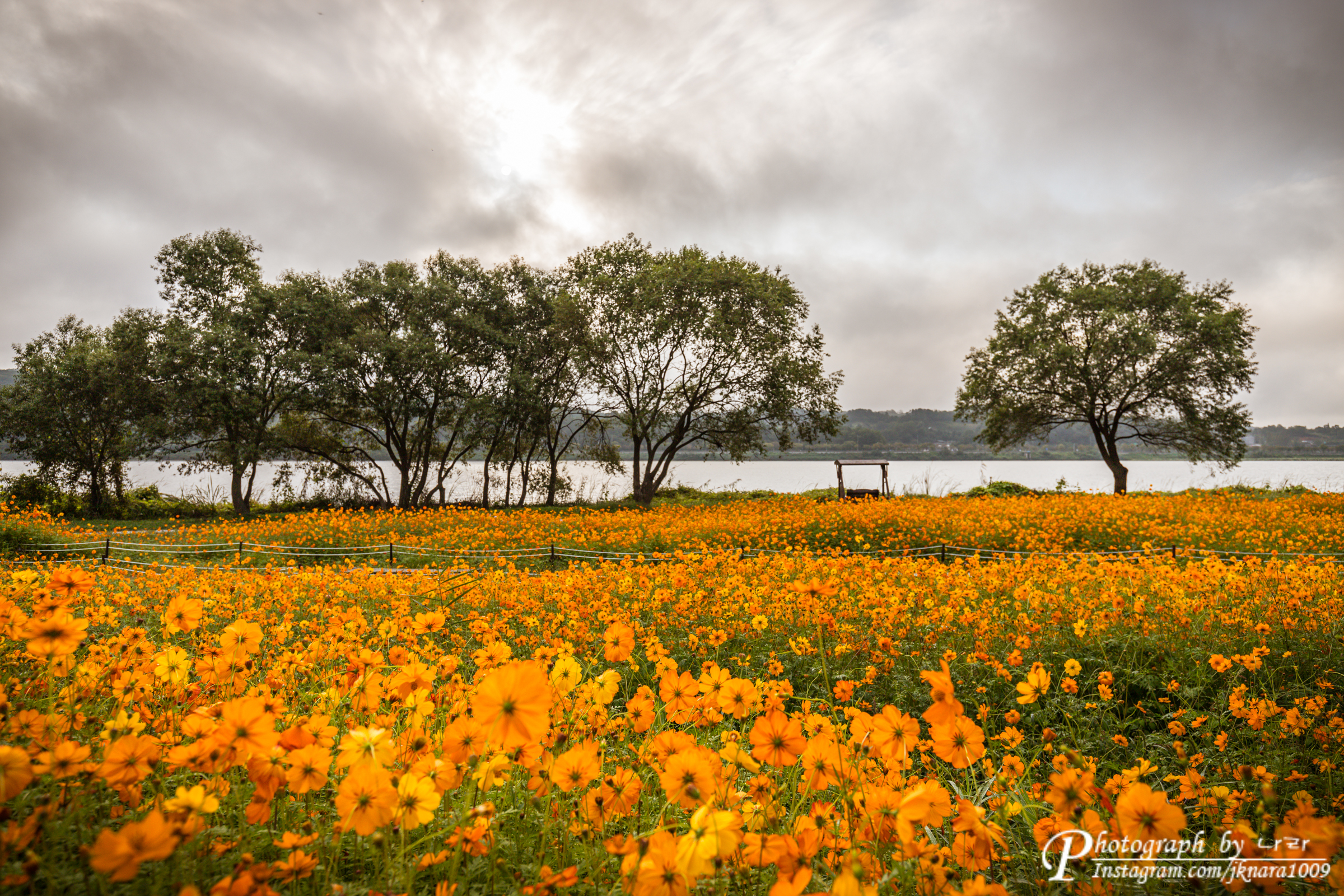 구름과 황화코스모스 꽃밭