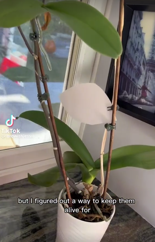 TikTok 비디오에서 본 창문 근처의 화분
