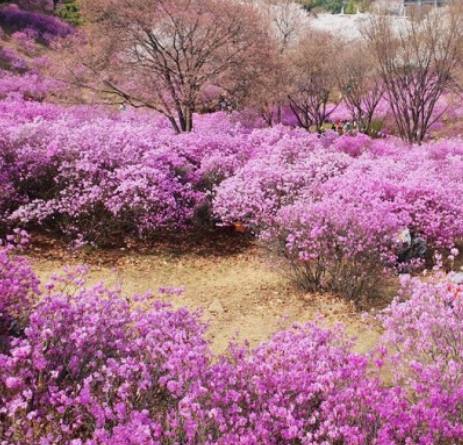 진달래꽃명소