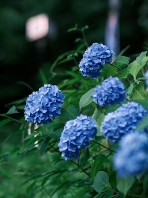 2026 벚꽃 개화 지도 한눈에 보기