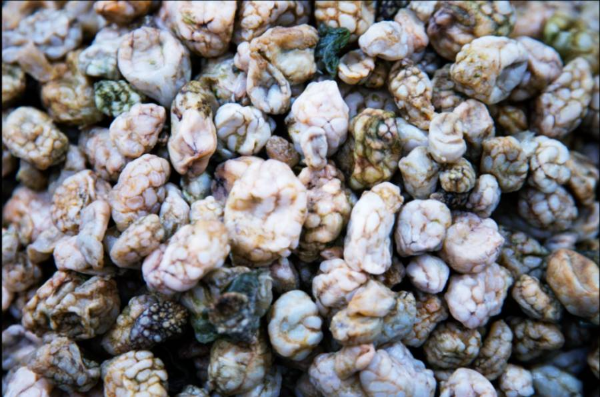 4월제철 미더덕