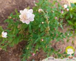  종이꽃(로잔테) 이미지 사진