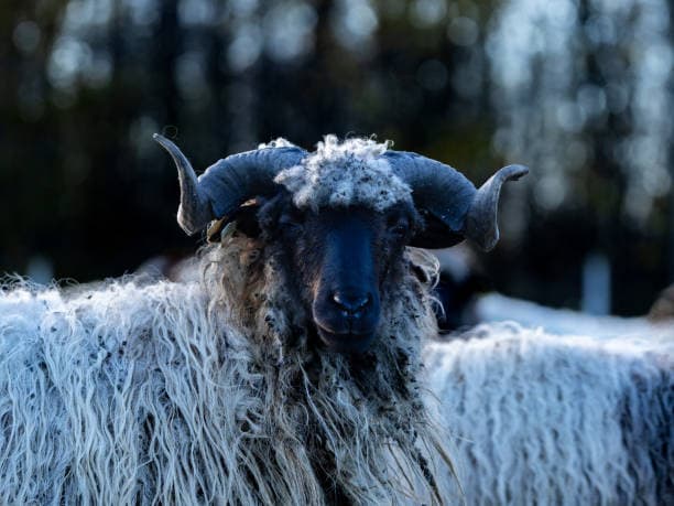 검은 머리양 키우기: 희귀한 소형 가축을 반려동물로 맞이하는 방법