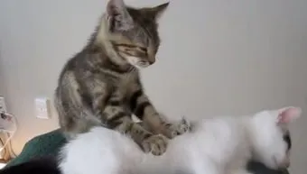 고양이 꾹꾹이 이유, 이불에 꾹꾹이 이유_32