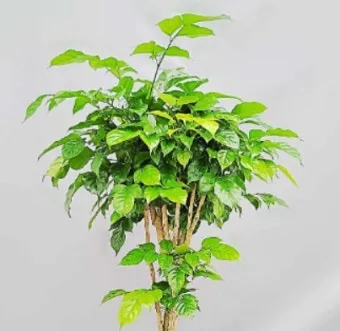 녹보수 물주기 광량관리 환기요령 비료주기 침실 거실 추천_4