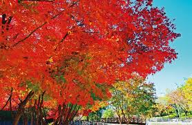 강원도 설악산, 오대산, 치악산 단풍 절정