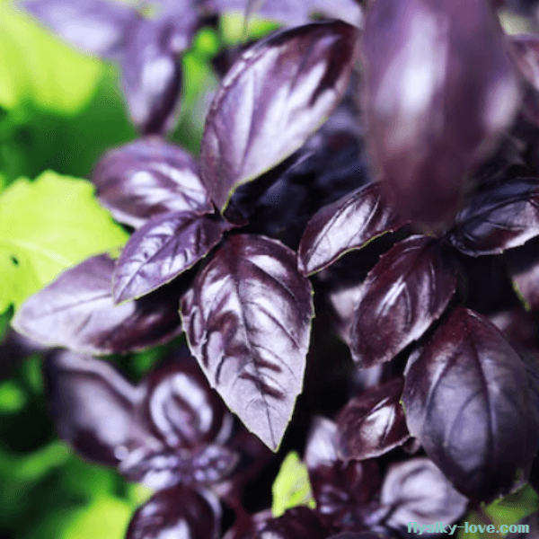 항산화 효과가 큰 오팔바질