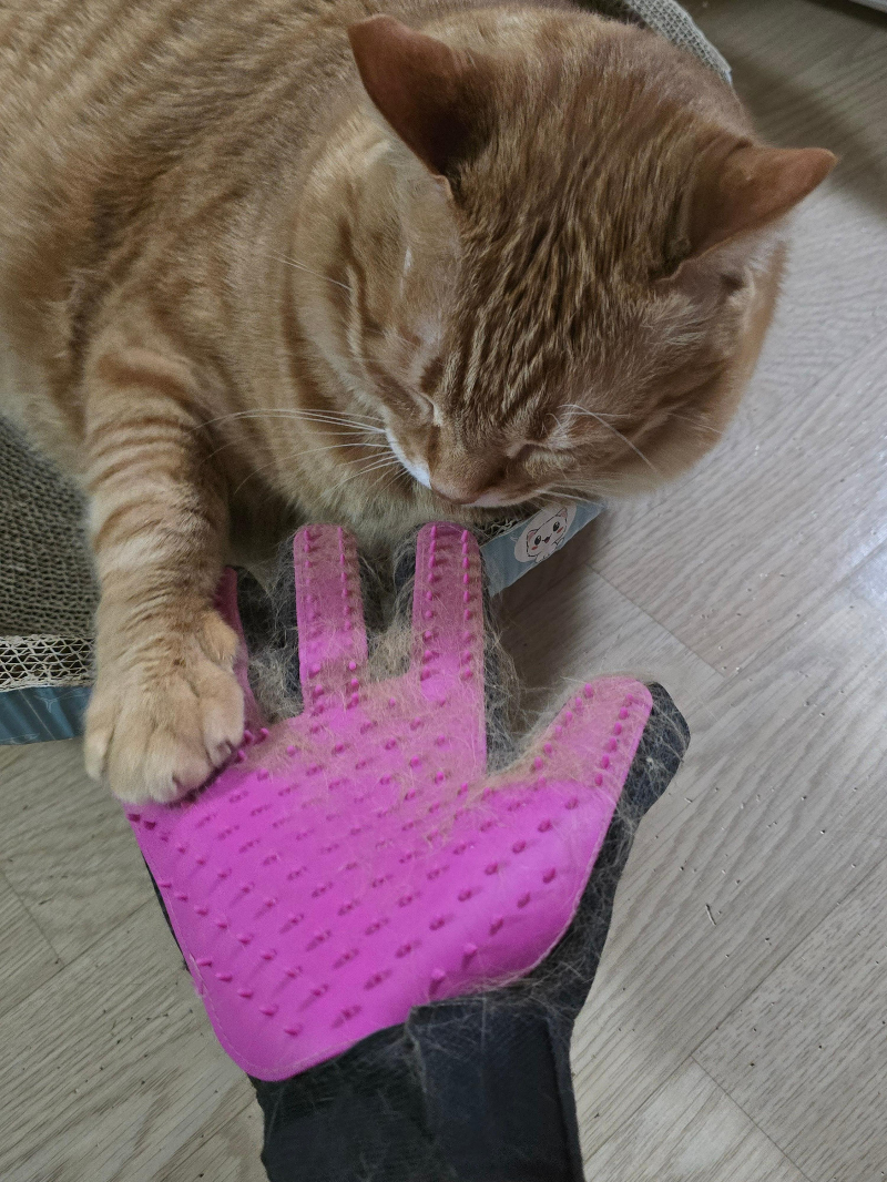 고양이 털갈이 브러쉬5