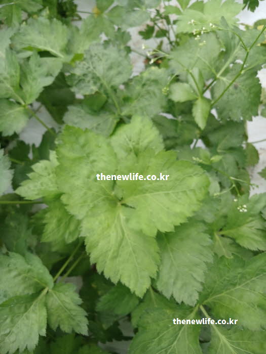 참나물 효능의 면역력 강화에 도움을 주는 비타민 C가 풍부한 참나물 실사진