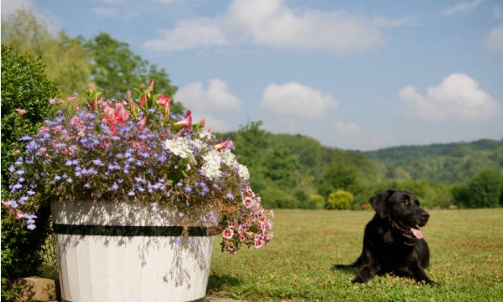 애완견이 꽃과 잘 어울리게 찍은 사진