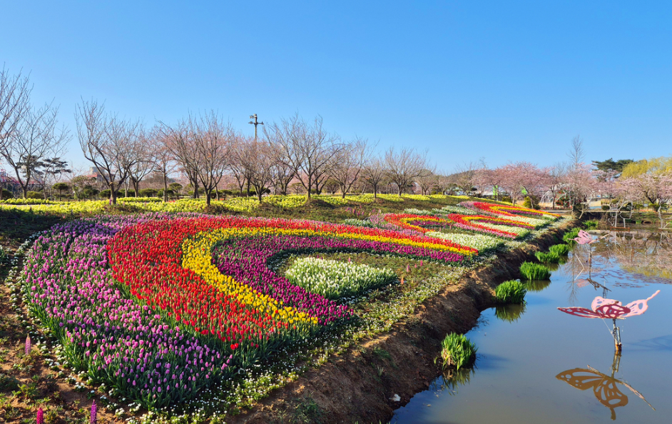 태안 튤립축제