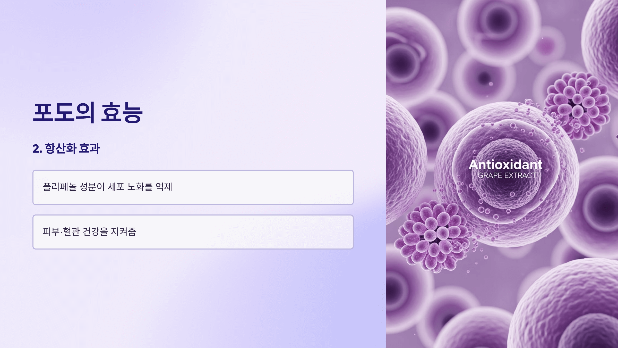 포도 사진입니다.