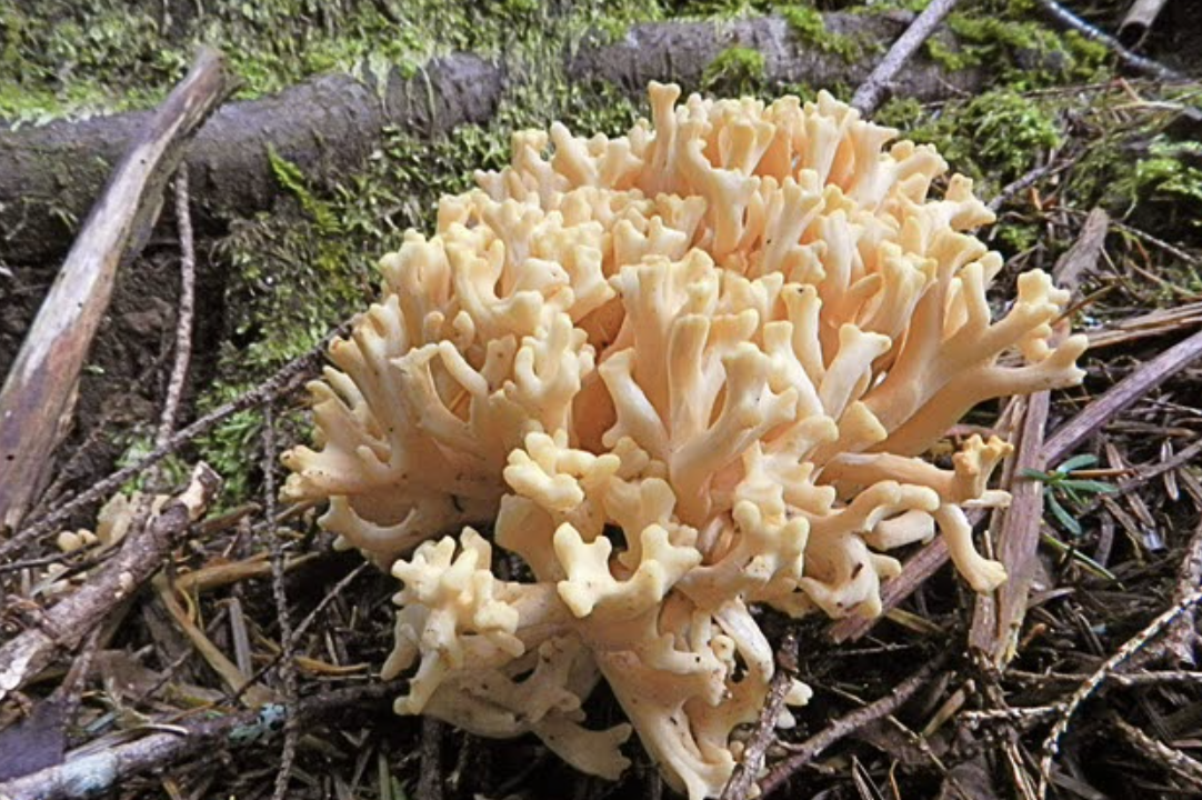 싸리버섯 보관방법