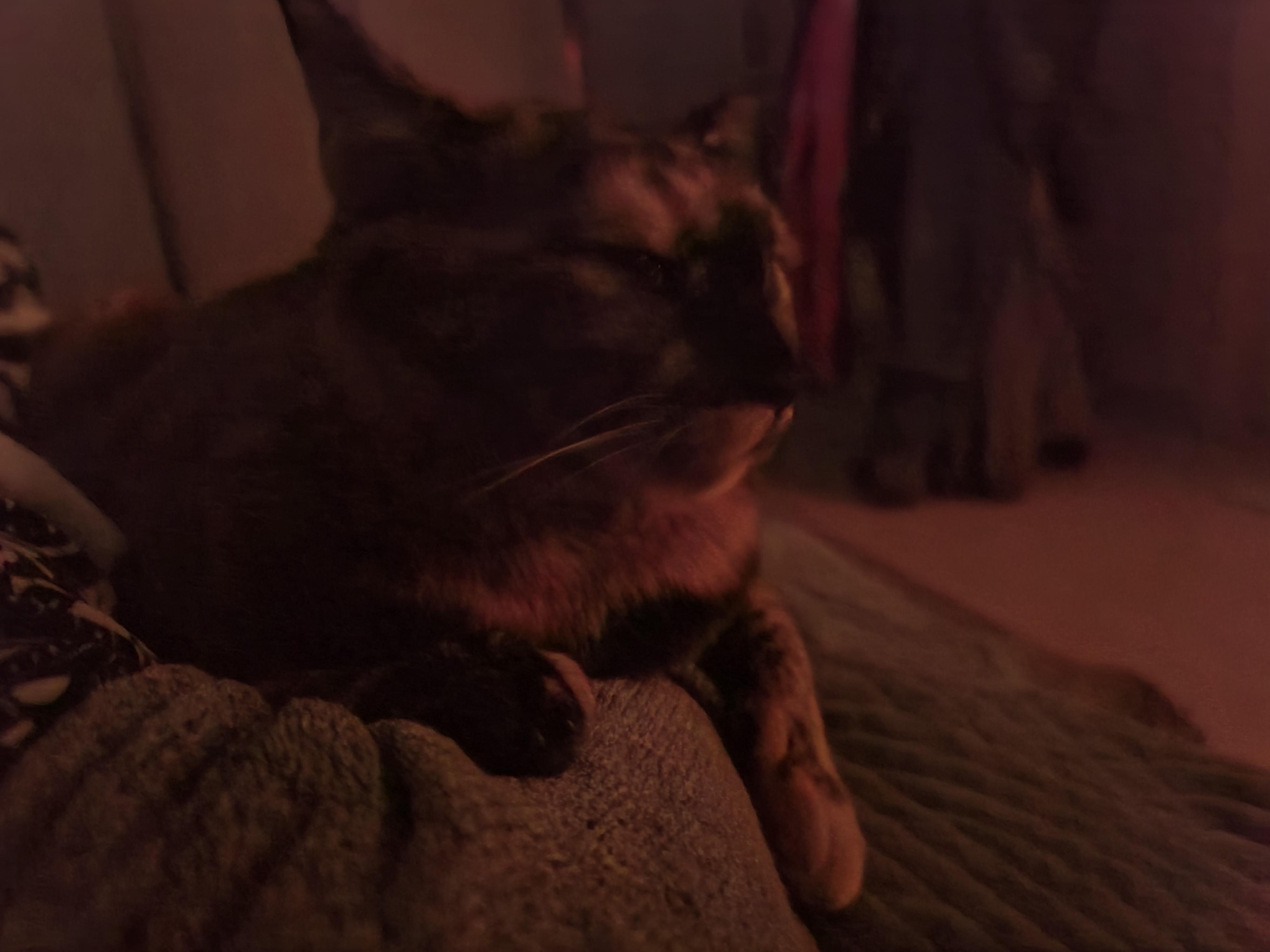 베개에 걸터앉아서 엄마배에 꾹꾹이하는 사랑이 (feat.엄마 팔에 안겨있는 사랑이)