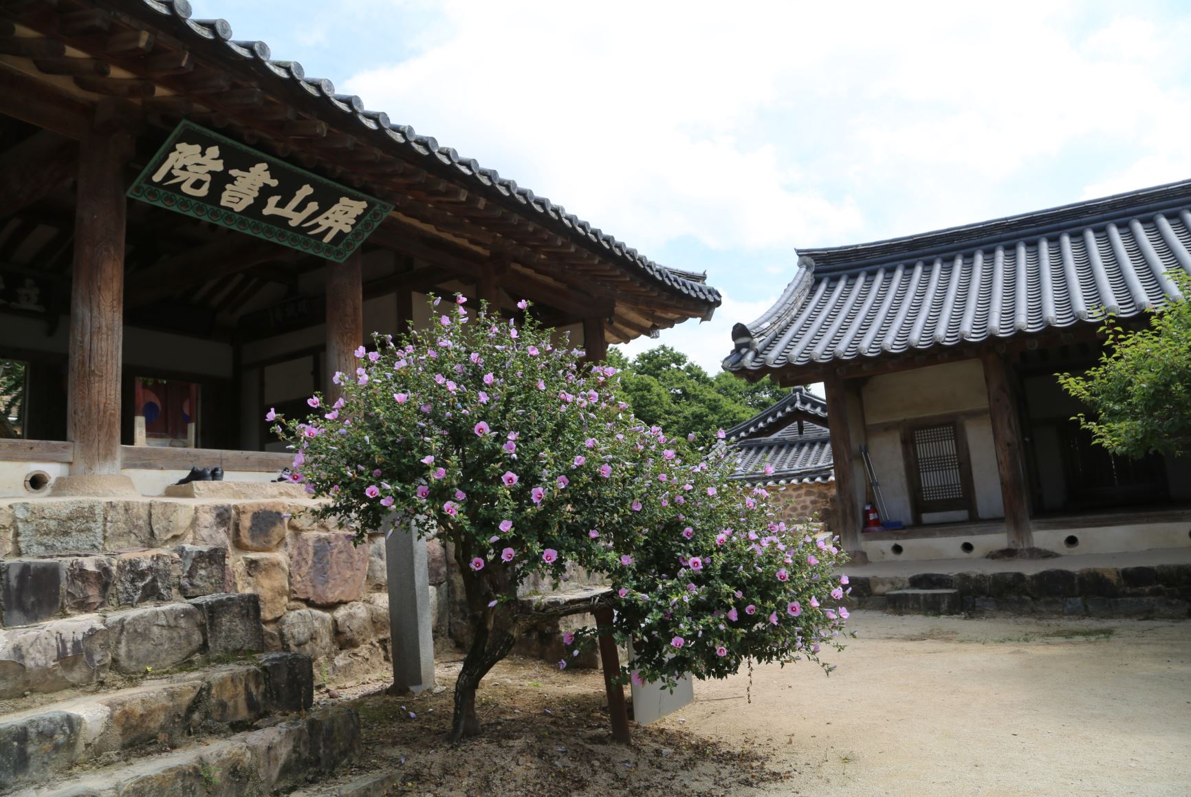 안동 병산서원 배롱나무 꽃