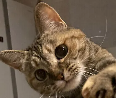 고양이 햇빛 피부염