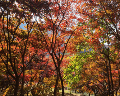[명품숲길 50선 가을단풍 산행 ③] 청년 김대건길 : 역사와 단풍이 만나는 용인의 순례숲
